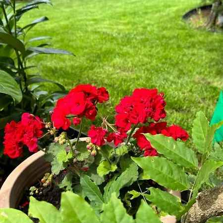 Oasis In Pjescana Uvala, 2 Min From The Sea *