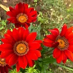 Oasis In Pjescana Uvala, 2 Min From The Sea Апартаменты