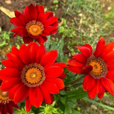 Oasis In Pjescana Uvala, 2 Min From The Sea Apartment