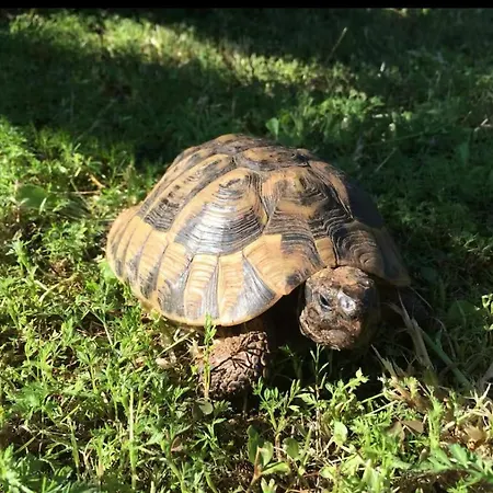 Apartment Oasis In Pjescana Uvala, 2 Min From The Sea *