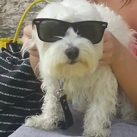 Oasis In Pjescana Uvala, 2 Min From The Sea Apartment