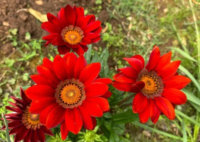 Oasis In Pjescana Uvala, 2 Min From The Sea Appartement