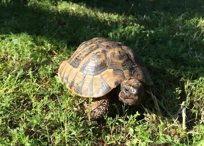 Appartement Oasis In Pjescana Uvala, 2 Min From The Sea *