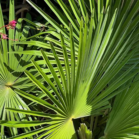 Oasis In Pjescana Uvala, 2 Min From The Sea アパート